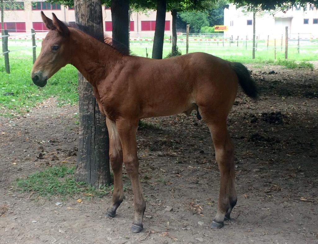 2017: S.M. CARVI (Calvaro Z x Parco)