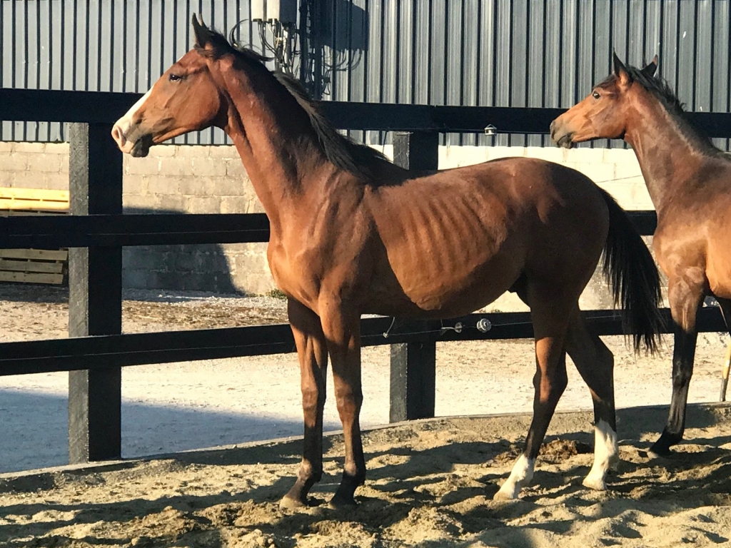 2017: S.M. CLEVER (Cassini I x Linaro)