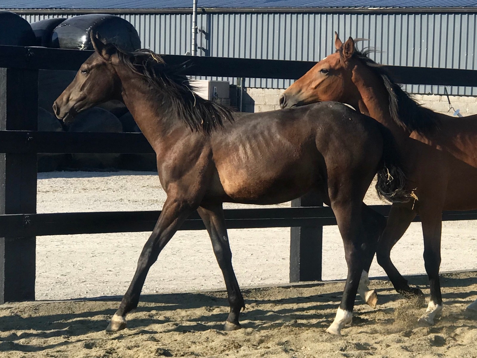 2017: S.M. CORBIN (Cornet Obolensky x Coriolan)