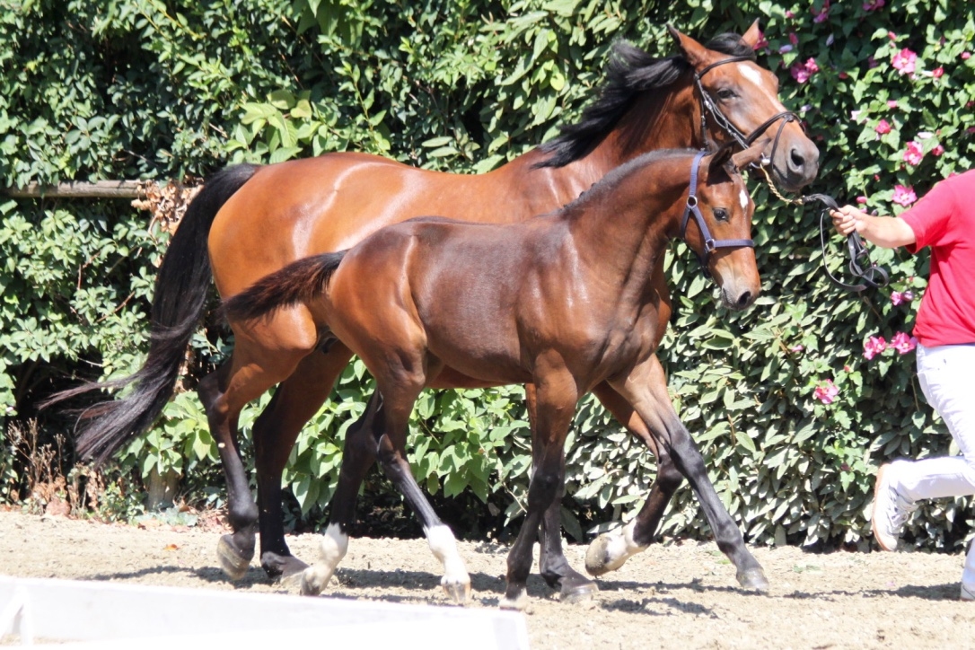 2017: S.M. CORNELLA (Cornet Obolensky x Kannan)