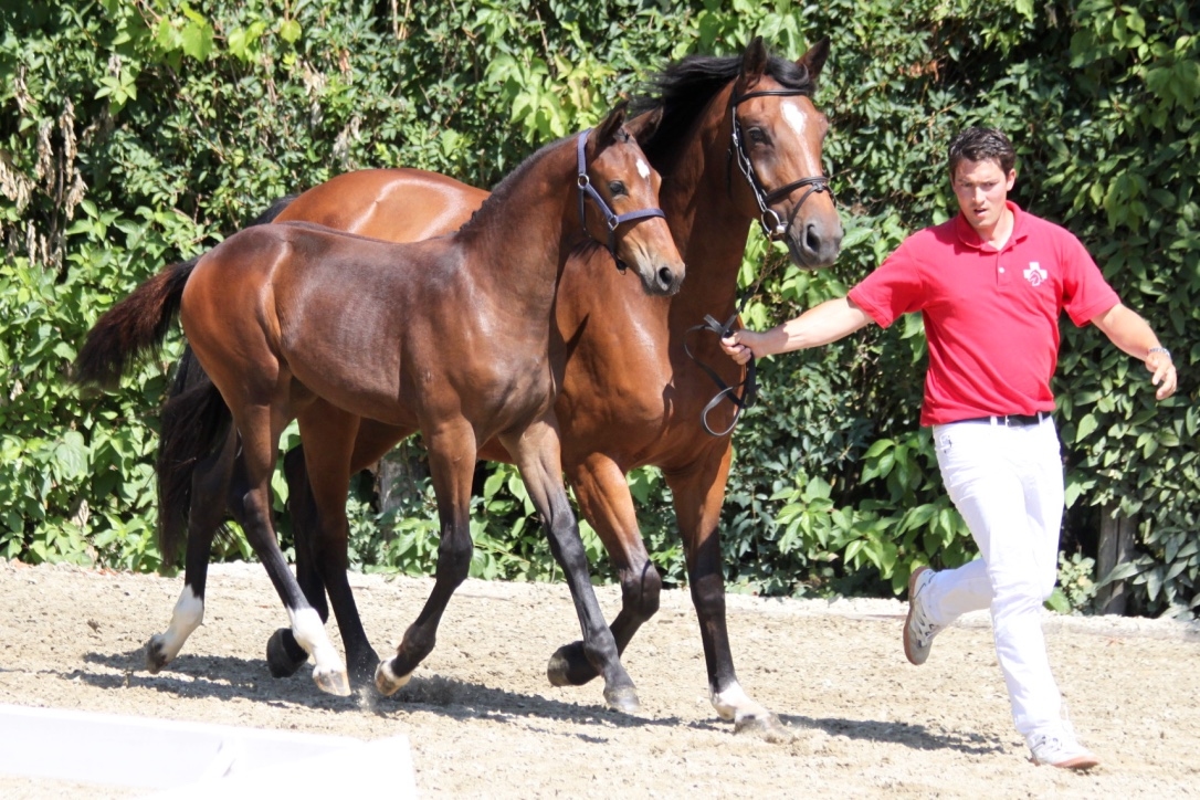 2017: S.M. CORNELLA (Cornet Obolensky x Kannan)
