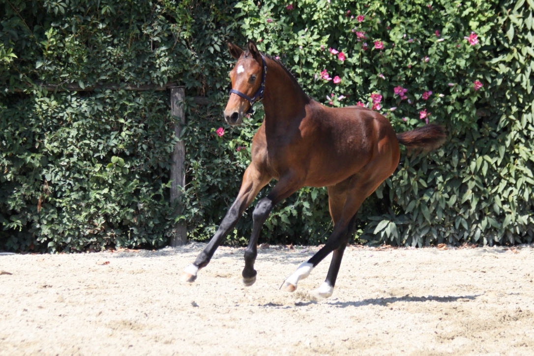 2017: S.M. CORNELLA (Cornet Obolensky x Kannan)