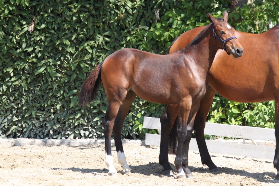 2017: S.M. CORNELLA (Cornet Obolensky x Kannan)
