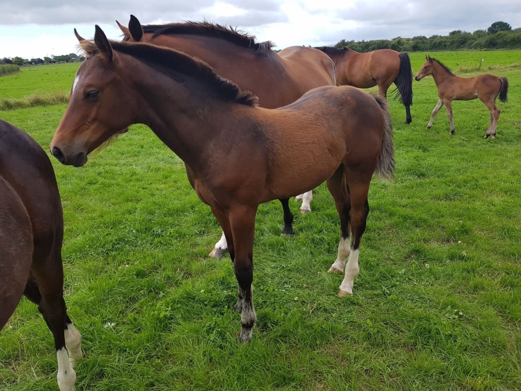 2017: S.M. TYCOON (Tyson x Cascari)