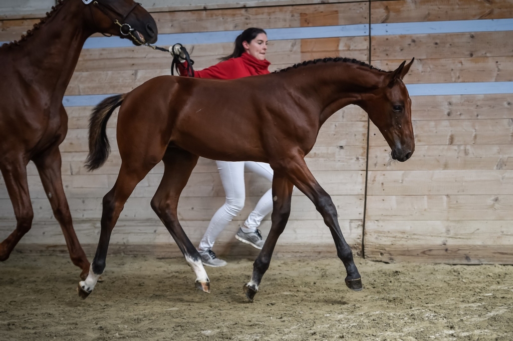 2018: S.M. BELLARMA (Bamako de Muze x Tornesch)