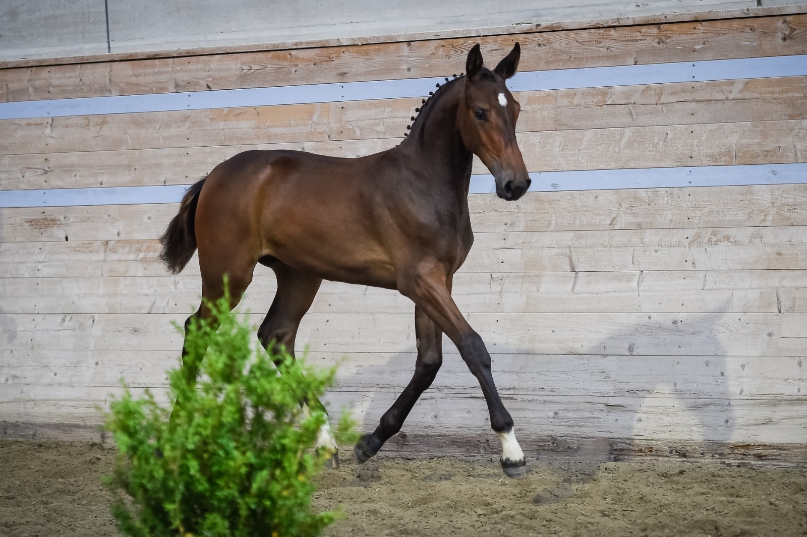 2018: S.M. CORLYSSA (Cornet du Lys x Kannan)