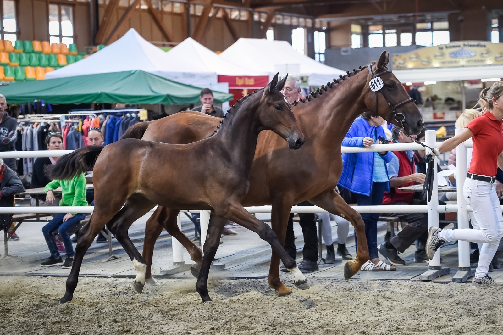 2018: S.M. CORLYSSA (Cornet du Lys x Kannan)
