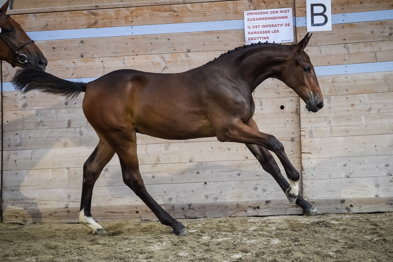 2018: S.M. CORLYSSA (Cornet du Lys x Kannan)