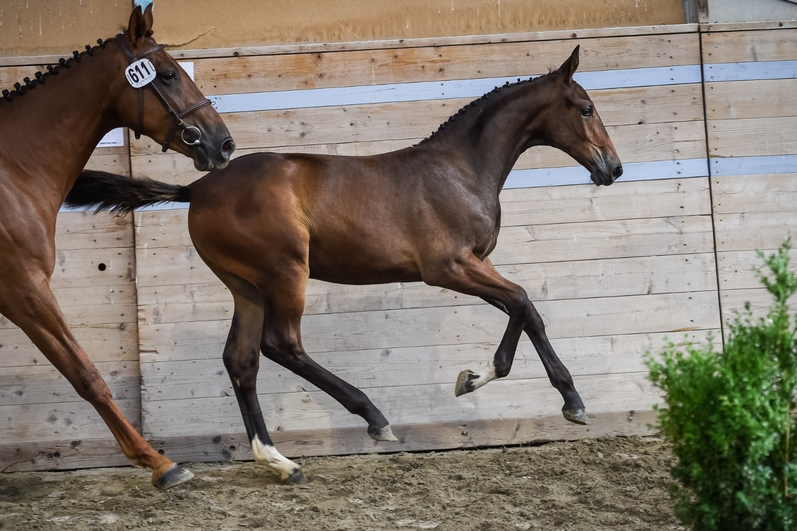 2018: S.M. CORLYSSA (Cornet du Lys x Kannan)