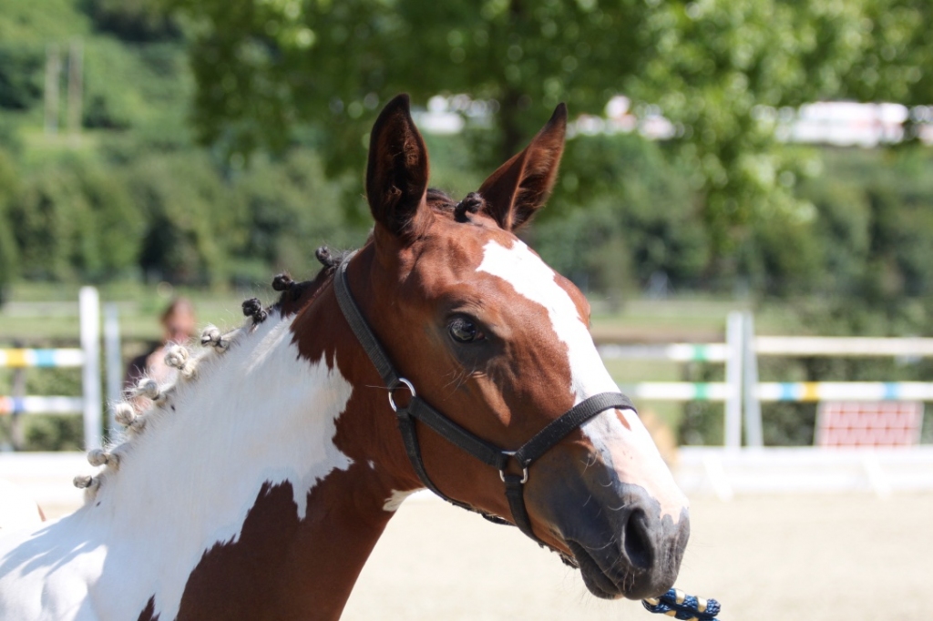 2018: S.M. GANDRIA (Greco Sitte x Ogano Sitte)