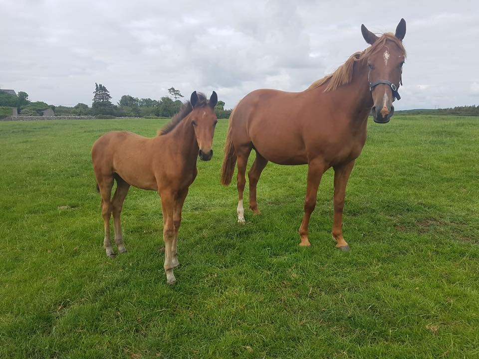 2019: S.M. VIVAMIE (Vivant van de Heffinck x Vigo d'Arsouilles)