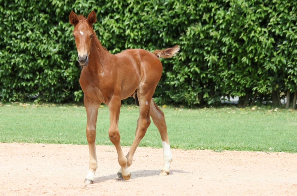2016: S.M. ADORNI (Ayrton Sitte x Boritas)