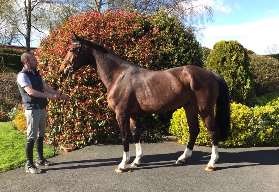 S.M. CECASH (Curtis Sitte x Darco)