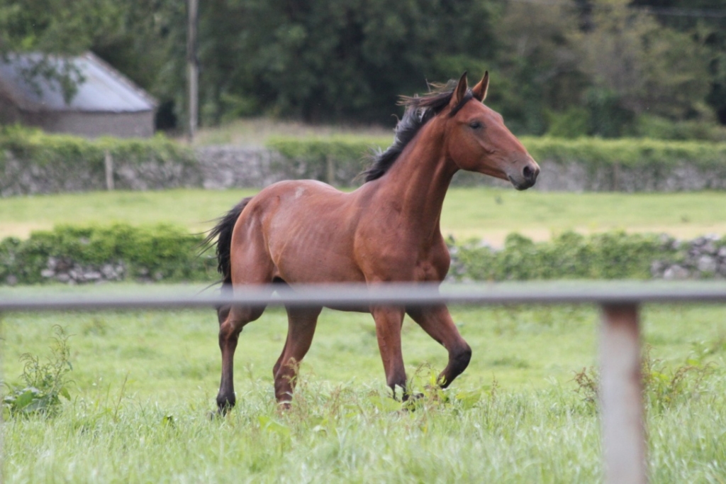 S.M. GENEROSO (Gomeri della Caccia x Darco)