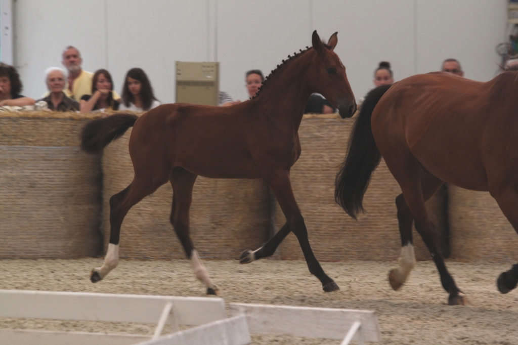 2015: S.M. KIPPIS (Kannan x Boritas)