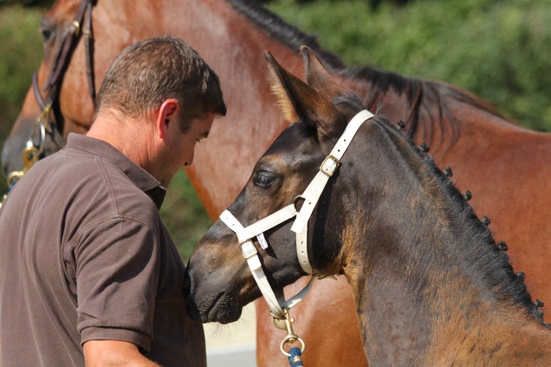 S.M. SKICK (Hunter's Scendro x Cornet Obolensky)
