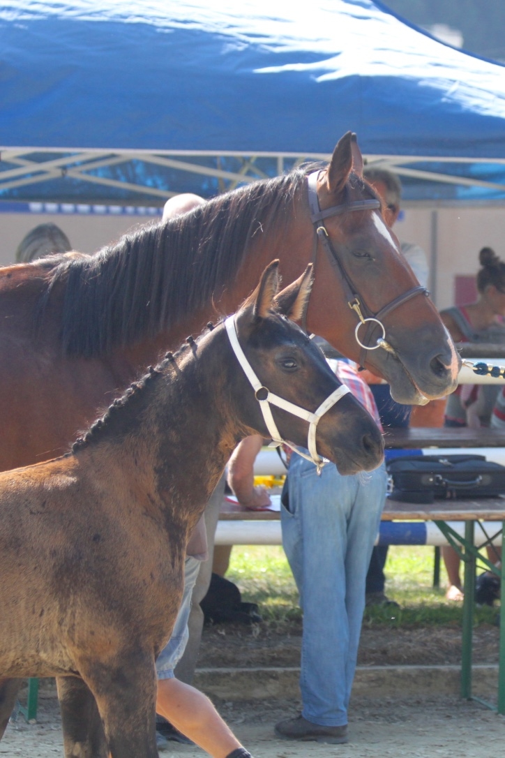 S.M. SKICK (Hunter's Scendro x Cornet Obolensky)