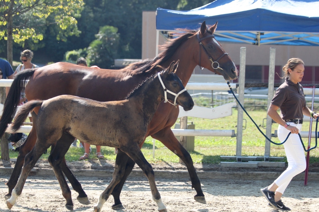 S.M. SKICK (Hunter's Scendro x Cornet Obolensky)
