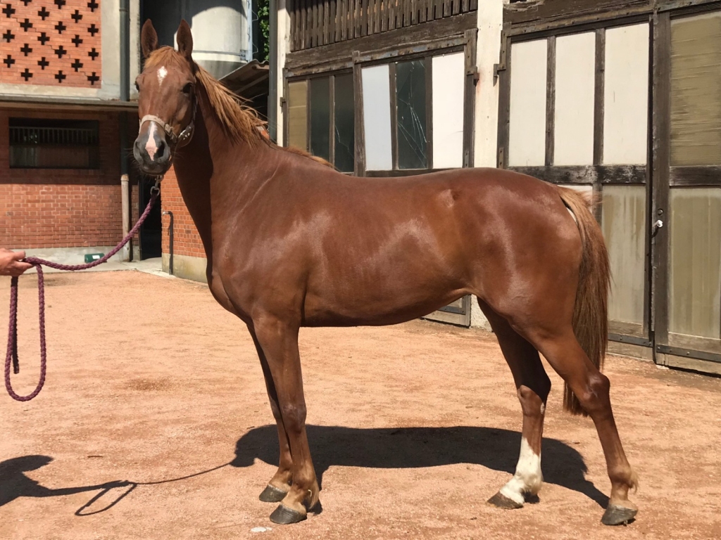 S.M. VIGOMIE (Vigo d'Arsouilles x Calvados)