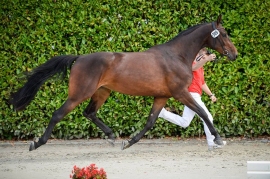 MISS SWISS: GOOD RESULTS FOR OUR STALLIONS' DAUGHTERS!