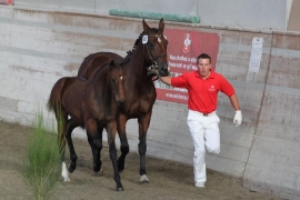 TWO âS.Mâ FILLIES AT THE SWISS FOALS CHAMPIONSHIP!