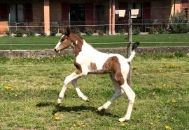 The first 7 foals of 2018!