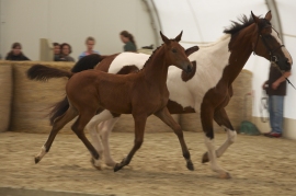 PRESENTATION AND POINTS COMPETITION FOR HALF-BLOOD COLTS 