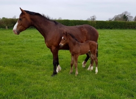 S.M. TYCOON (Tyson x Cascari) the foaling season 2017 starts with a blue bow!