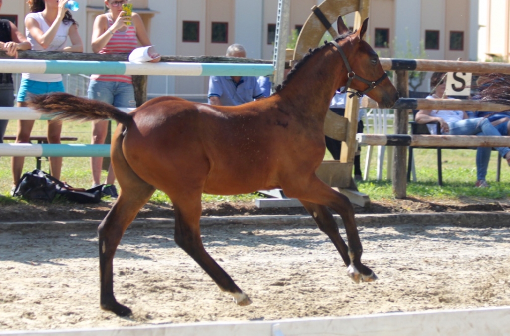 2018: S.M. DINAMO (Diamant de Semilly x Parco)