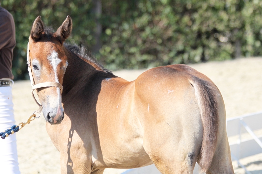 2018: S.M. FORBES (Fidelgo du Houssoit x Aramis de la Cense)