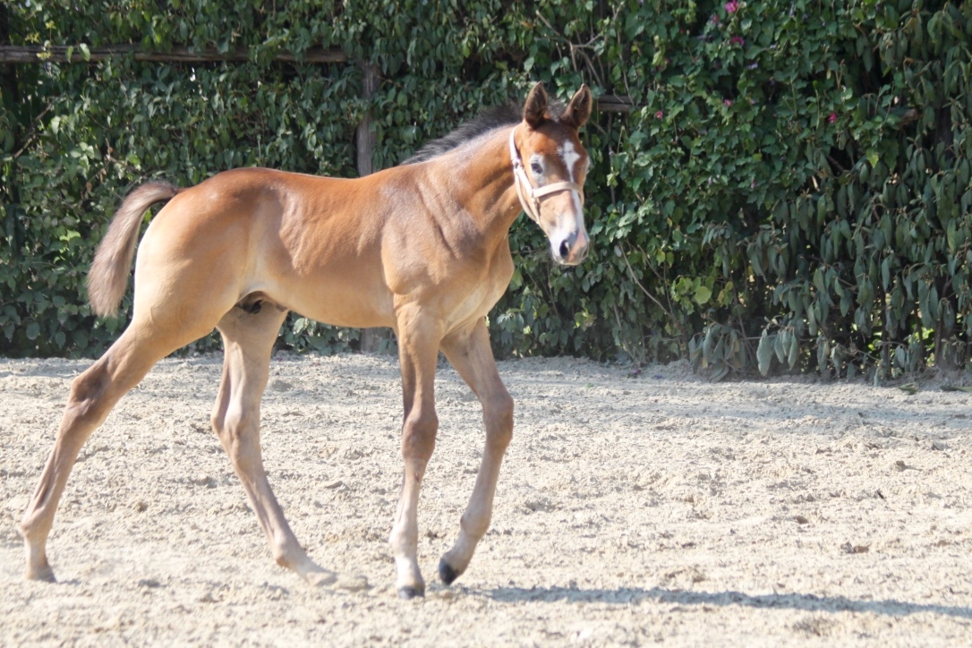 2018: S.M. FORBES (Fidelgo du Houssoit x Aramis de la Cense)