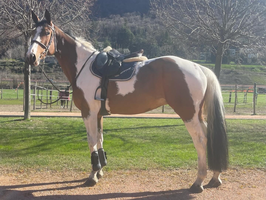 2018: S.M. GANDRIA (Greco Sitte x Ogano Sitte)