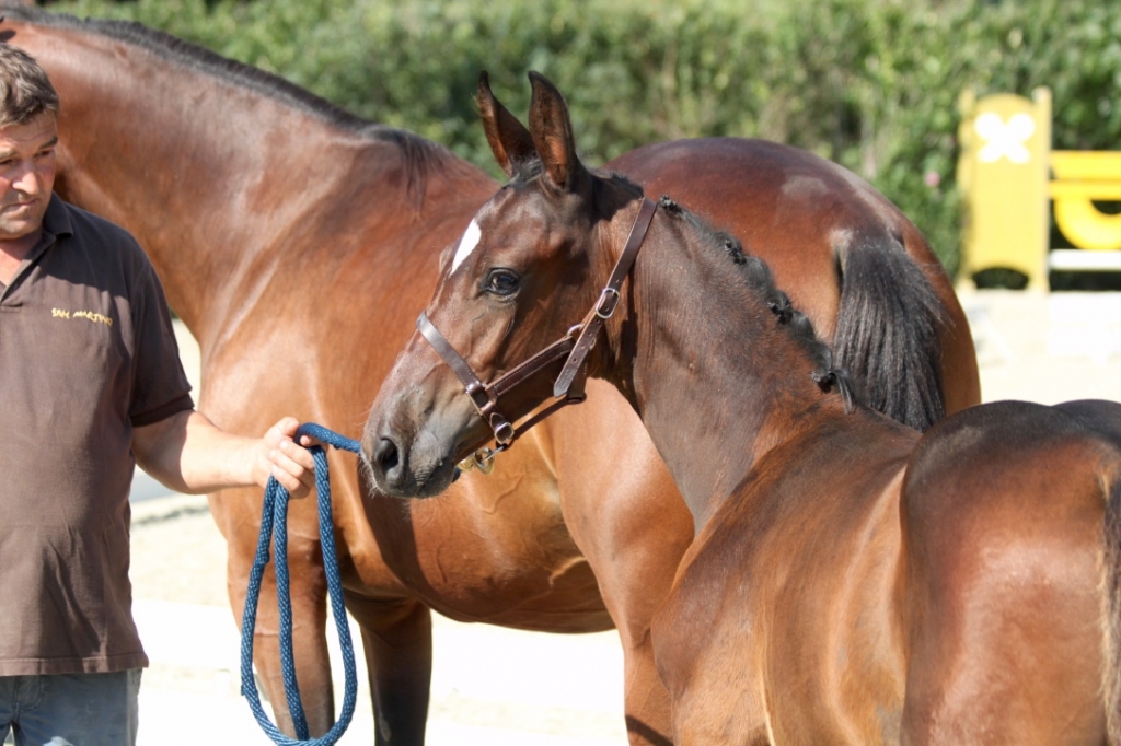 2018: S.M. KLASEN (Kannan x Robin II Z)