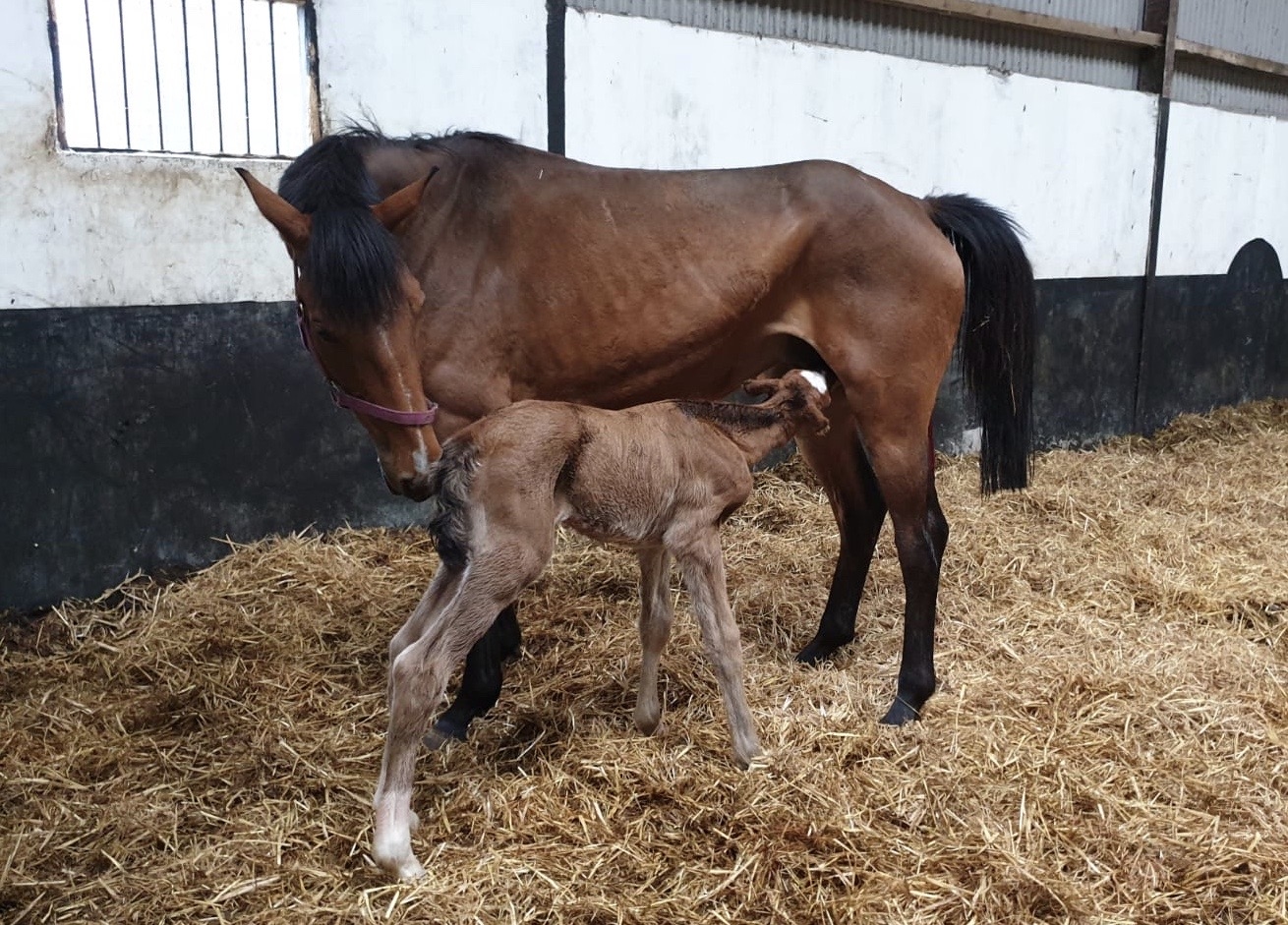 2020: S.M. VITA (Vivant van de Heffinck x Candy Boy)