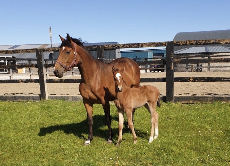 2020: S.M. VITA (Vivant van de Heffinck x Candy Boy)