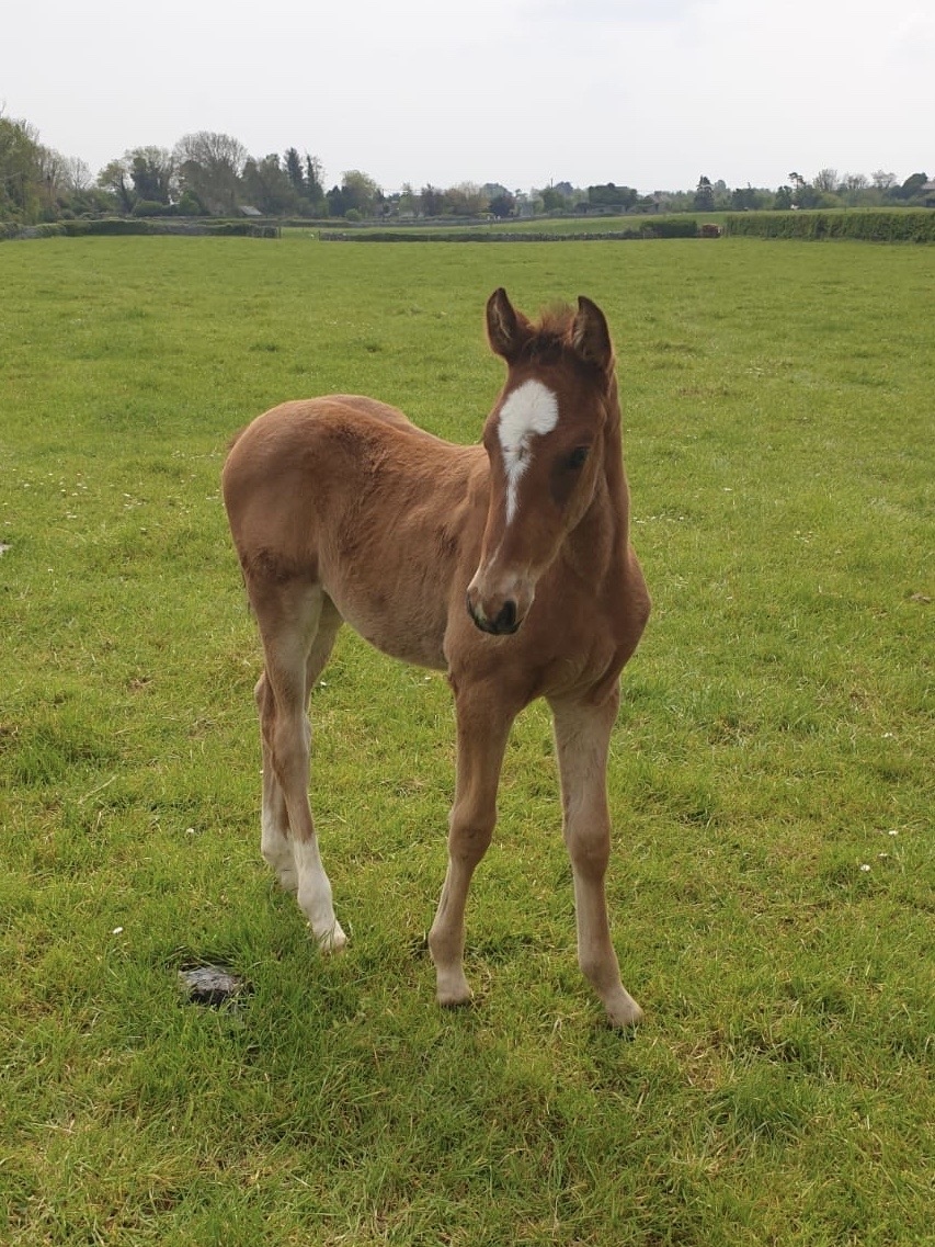 2020: S.M. VITA (Vivant van de Heffinck x Candy Boy)