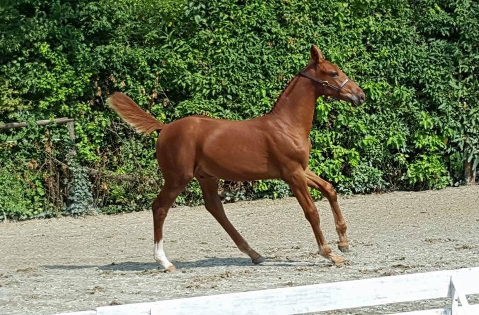 2019: S.M. CARAPAZ (Carthago Z x Nabab de RÃªve)