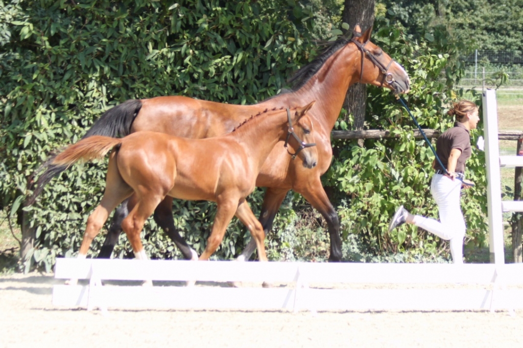 2018: S.M. INDRO (I'm Special de Muze x Nabab de RÃªve)