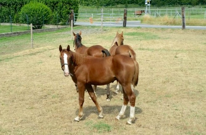 ORIGI VAN HD (Bamako de Muze x Elvis Ter Putte)