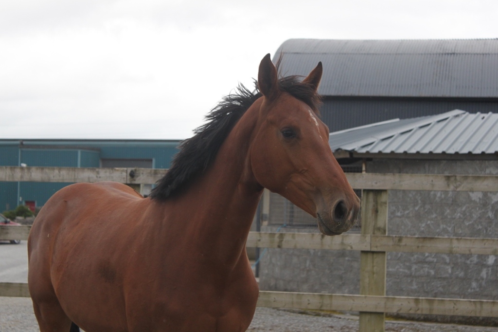 S.M. CALEDONIA (Cassirado x Boritas)