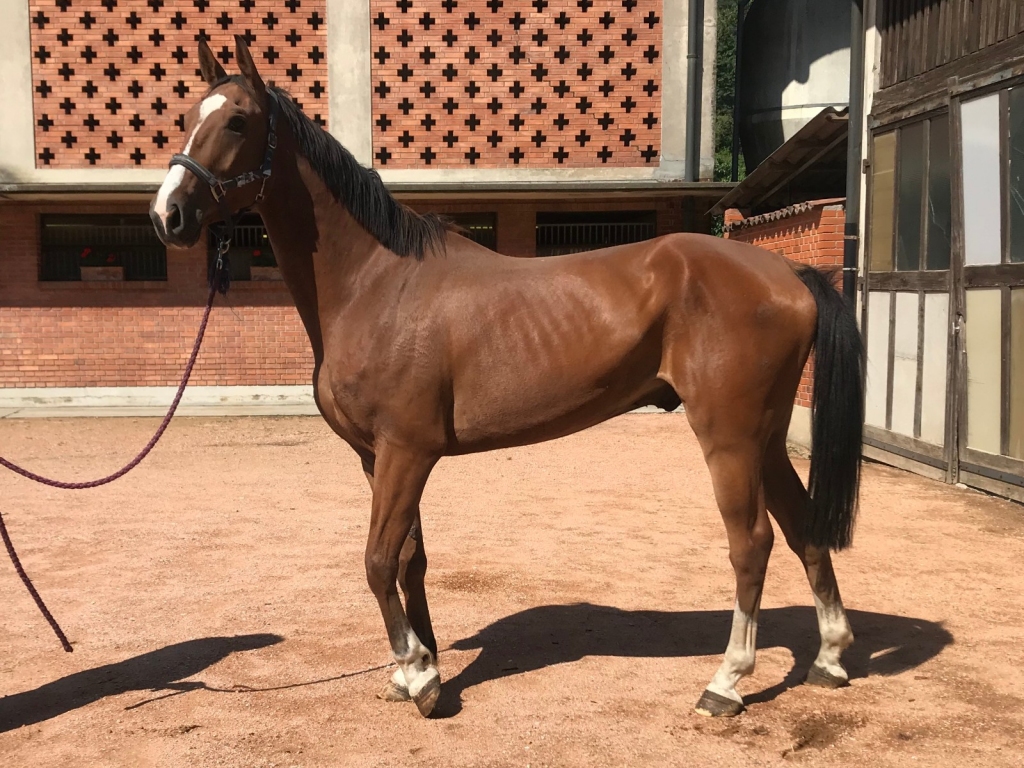 S.M. MOSES (Mosito van het Hellehof x Calvados)