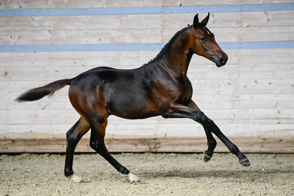 S,M, TALIM CH (Tornedo FCS x Calvaro Z)