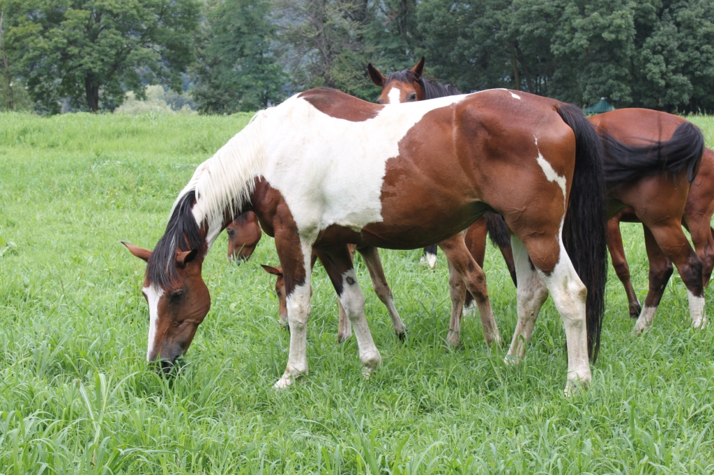 TANTE CATOCHE DU HOUSSOIT (Ogano Sitte x Ksar Sitte)